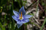 Prairie pleatleaf